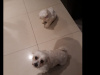 Maltese Pup with a Maltese Dad and Bichon Frise Mother for sale 5